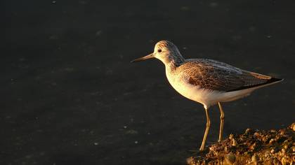 Yeşilbacak » Common Greenshank » Tringa nebularia