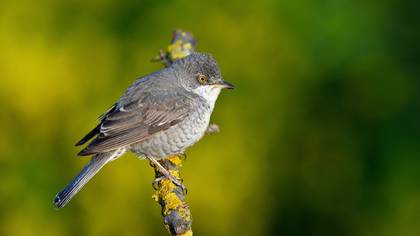 Çizgili ötleğen » Barred Warbler » Sylvia nisoria