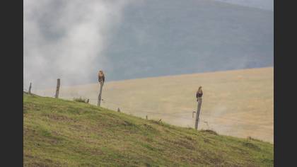 Kızıl şahin » Long-legged Buzzard » Buteo rufinus