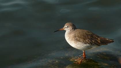 Kızılbacak » Common Redshank » Tringa totanus