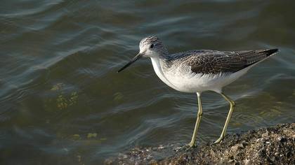 Yeşilbacak » Common Greenshank » Tringa nebularia