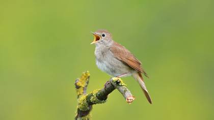 Bülbül » Common Nightingale » Luscinia megarhynchos