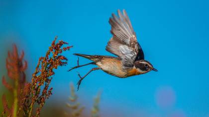 Çayır taşkuşu » Whinchat » Saxicola rubetra