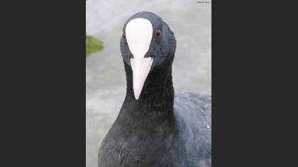Sakarmeke