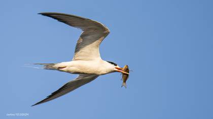 Sumru » Common Tern » Sterna hirundo