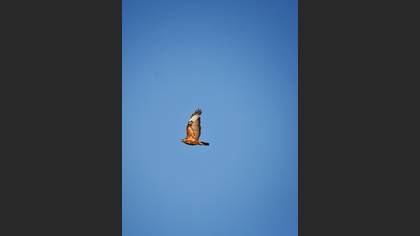 Kızıl şahin » Long-legged Buzzard » Buteo rufinus