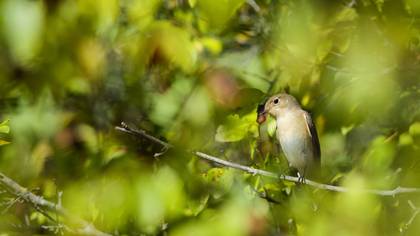 Küçük sinekkapan » Red-breasted Flycatcher » Ficedula parva