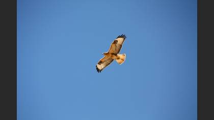 Kızıl şahin » Long-legged Buzzard » Buteo rufinus
