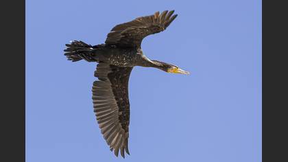 Karabatak