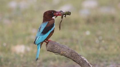 İzmir yalıçapkını » White-throated Kingfisher » Halcyon smyrnensis