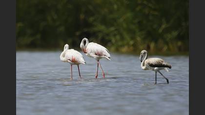 Flamingo