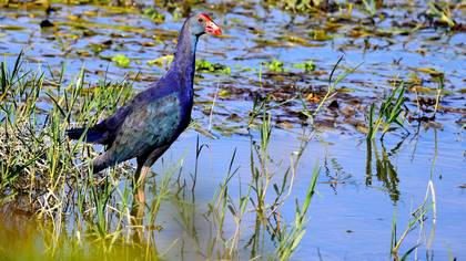 Sazhorozu » Grey-headed Swamphen » Porphyrio poliocephalus