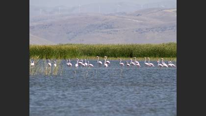 Flamingo