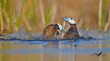 Dikkuyruk » White-headed Duck » Oxyura leucocephala