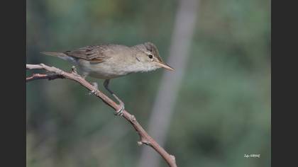 Ak mukallit