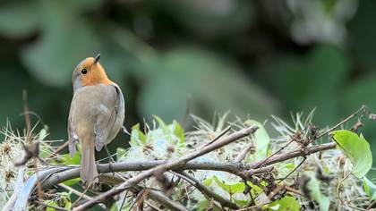 Kızılgerdan » European Robin » Erithacus rubecula