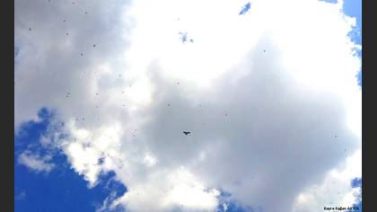 Küçük kartal