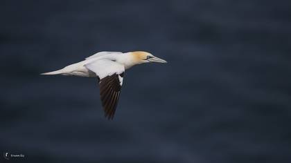 Sümsükkuşu » Northern Gannet » Morus bassanus