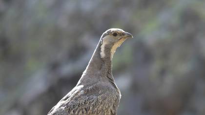 Urkeklik » Caspian Snowcock » Tetraogallus caspius