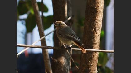 Kara kızılkuyruk