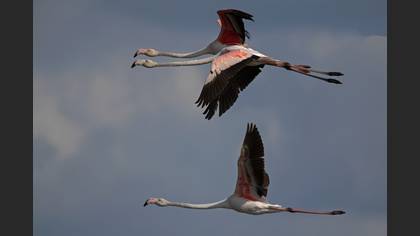 Flamingo