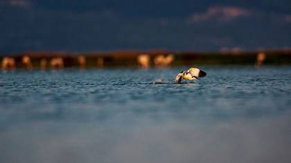 Kılıçgaga » Pied Avocet » Recurvirostra avosetta