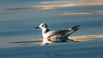 Karaayaklı martı » Black-legged Kittiwake » Rissa tridactyla