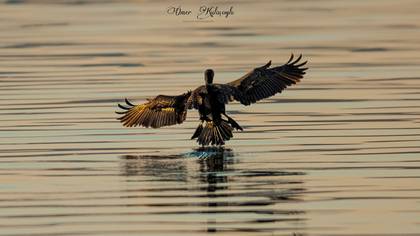 Küçük karabatak » Pygmy Cormorant » Microcarbo pygmaeus