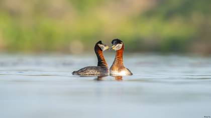 Kızılboyunlu batağan » Red-necked Grebe » Podiceps grisegena