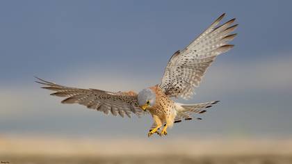 Küçük kerkenez » Lesser Kestrel » Falco naumanni