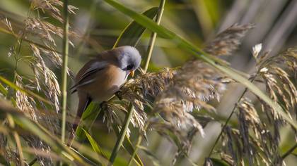 Bıyıklı baştankara » Bearded Reedling » Panurus biarmicus
