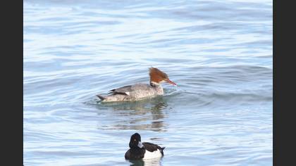 Büyük tarakdiş » Common Merganser » Mergus merganser