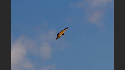 Kızıl akbaba » Griffon Vulture » Gyps fulvus