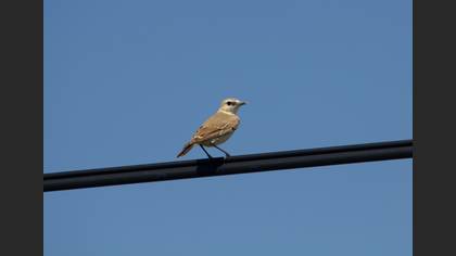 Boz kuyrukkakan » Isabelline Wheatear » Oenanthe isabellina