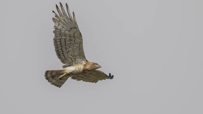Yılan kartalı » Short-toed Snake Eagle » Circaetus gallicus