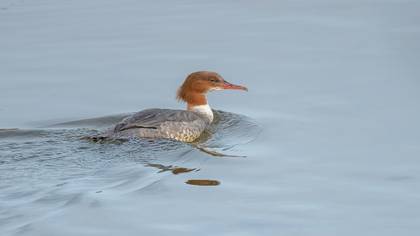 Büyük tarakdiş » Common Merganser » Mergus merganser