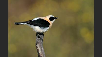Karakulaklı kuyrukkakan » Black-eared Wheatear » Oenanthe melanoleuca