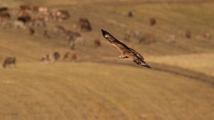 Kızıl şahin » Long-legged Buzzard » Buteo rufinus