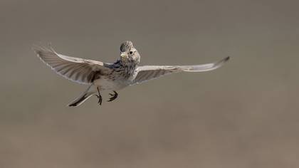 Tanımsız