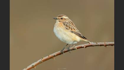Çayır taşkuşu » Whinchat » Saxicola rubetra