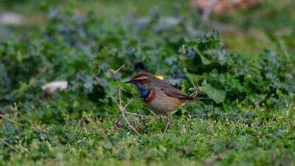 Mavigerdan » Bluethroat » Luscinia svecica