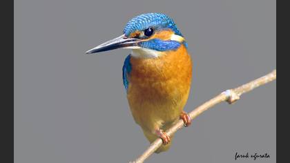 Yalıçapkını » Common Kingfisher » Alcedo atthis