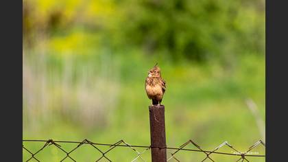 Tepeli toygar » Crested Lark » Galerida cristata