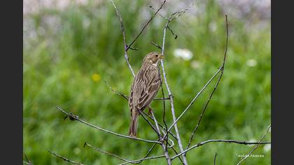 Tarla kirazkuşu » Corn Bunting » Emberiza calandra