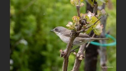 Küçük akgerdanlı ötleğen » Lesser Whitethroat » Sylvia curruca