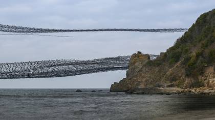 Karabatak » Great Cormorant » Phalacrocorax carbo