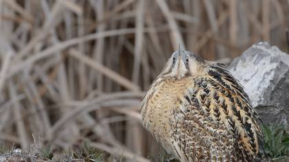 Balaban » Eurasian Bittern » Botaurus stellaris