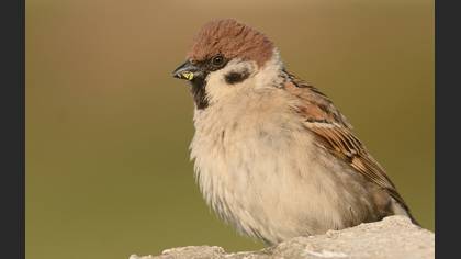 Ağaç serçesi » Eurasian Tree Sparrow » Passer montanus
