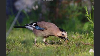 Alakarga » Eurasian Jay » Garrulus glandarius