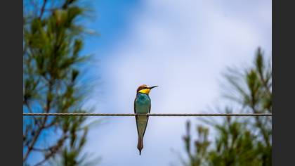 Arıkuşu » European Bee-eater » Merops apiaster